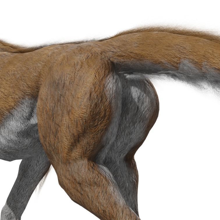 Wolf Rigged Animated Low-poly 3D model_37