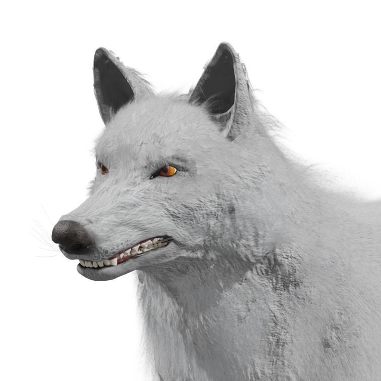 Wolf Rigged Animated Low-poly 3D model_26
