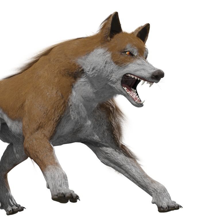 Wolf Rigged Animated Low-poly 3D model_3