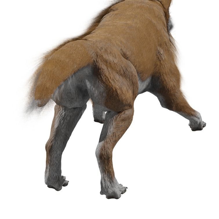 Wolf Rigged Animated Low-poly 3D model_20