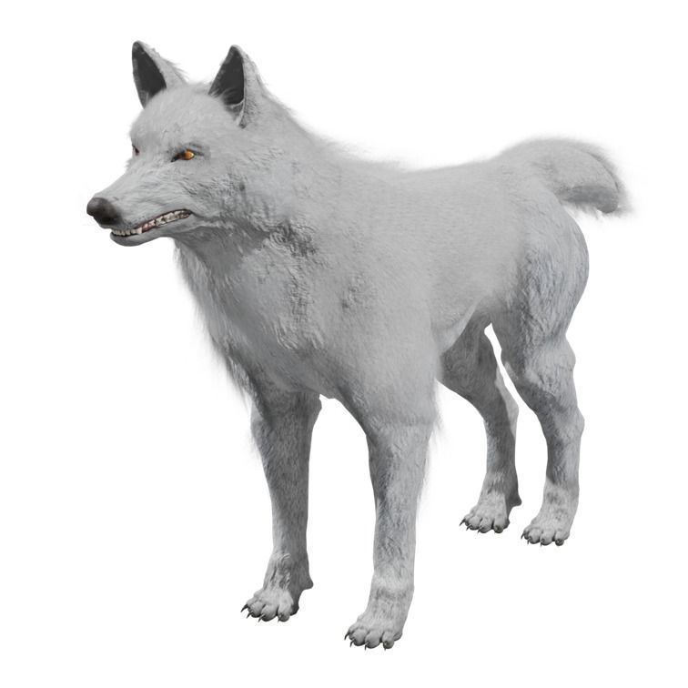 Wolf Rigged Animated Low-poly 3D model_1