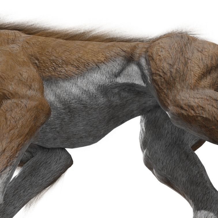 Wolf Rigged Animated Low-poly 3D model_36