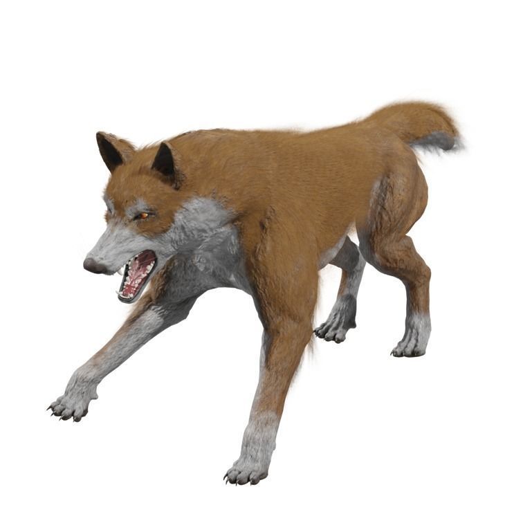 Wolf Rigged Animated Low-poly 3D model_16