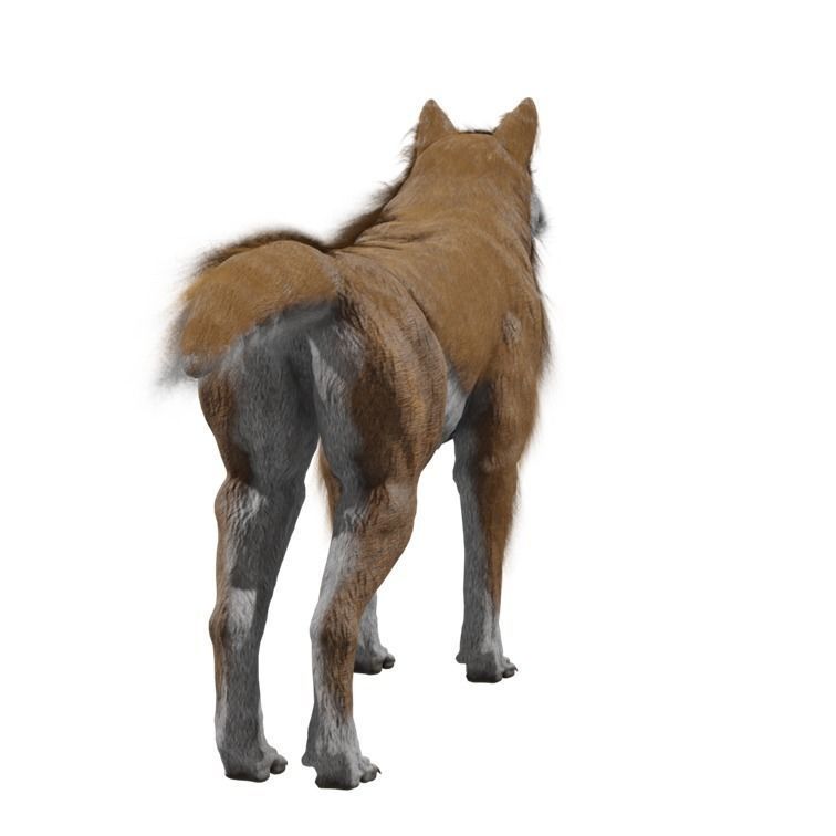 Wolf Rigged Animated Low-poly 3D model_9