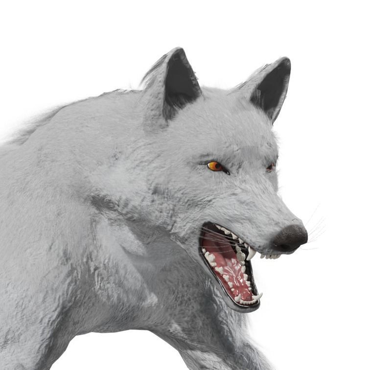 Wolf Rigged Animated Low-poly 3D model_31
