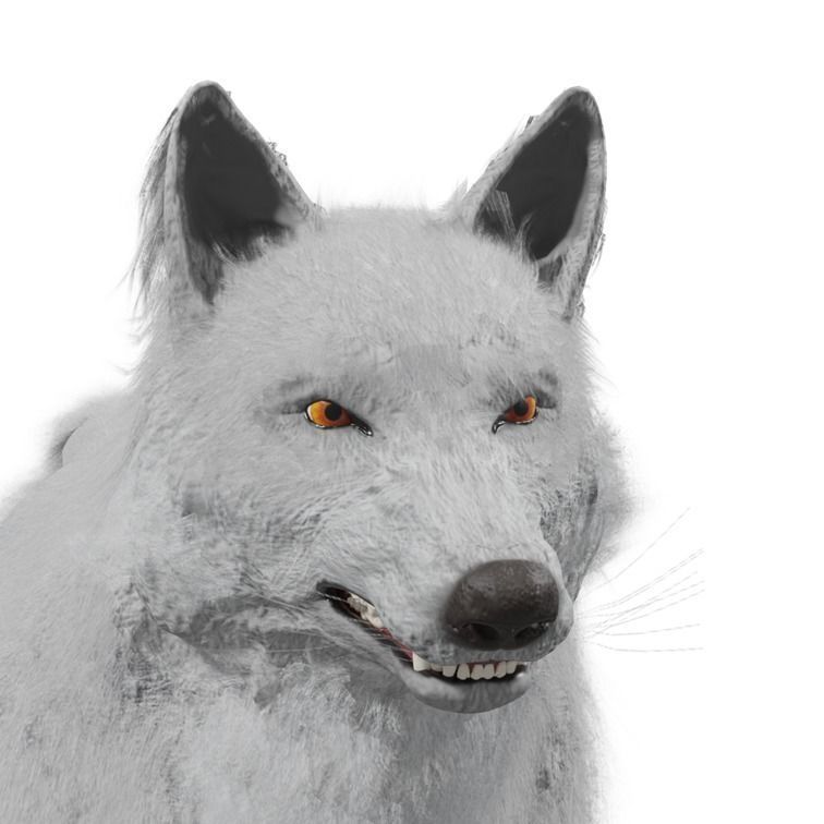 Wolf Rigged Animated Low-poly 3D model_28