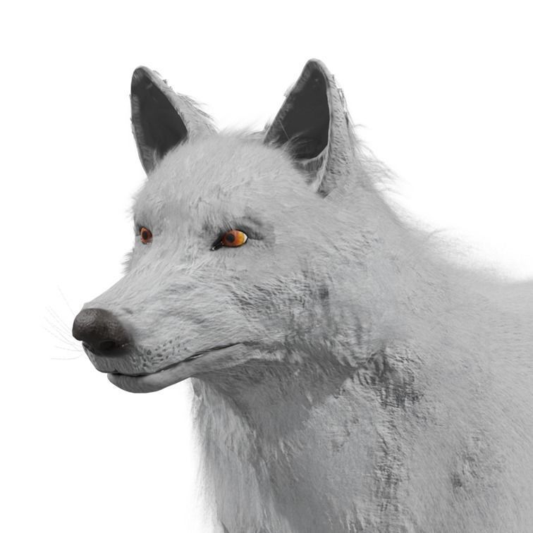 Wolf Rigged Animated Low-poly 3D model_22
