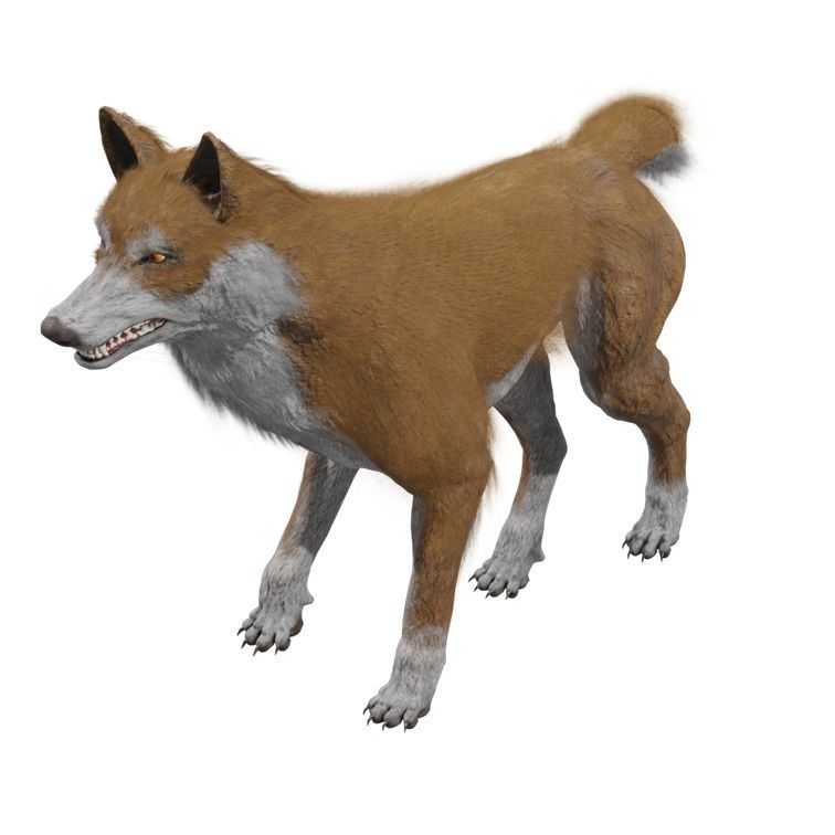 Wolf Rigged Animated Low-poly 3D model_21