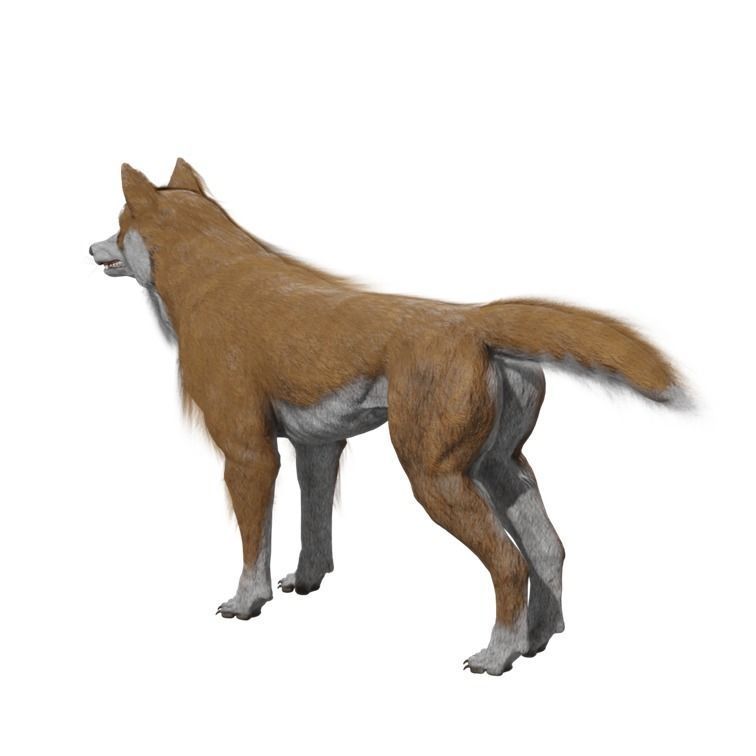 Wolf Rigged Animated Low-poly 3D model_18