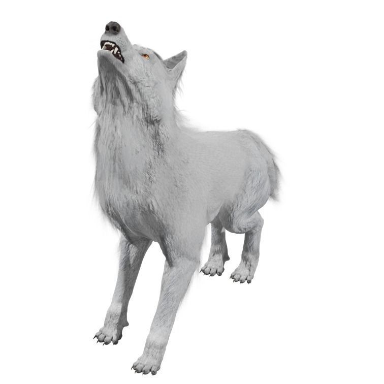 Wolf Rigged Animated Low-poly 3D model_29