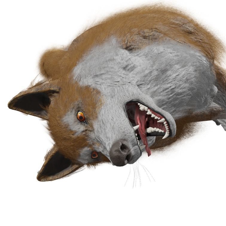 Wolf Rigged Animated Low-poly 3D model_32