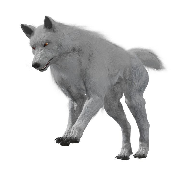 Wolf Rigged Animated Low-poly 3D model_15