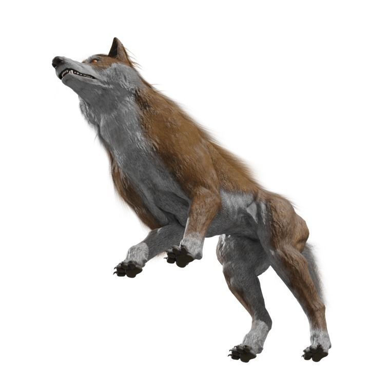 Wolf Rigged Animated Low-poly 3D model_11