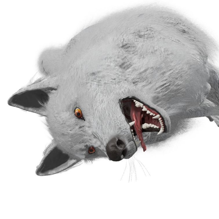 Wolf Rigged Animated Low-poly 3D model_33