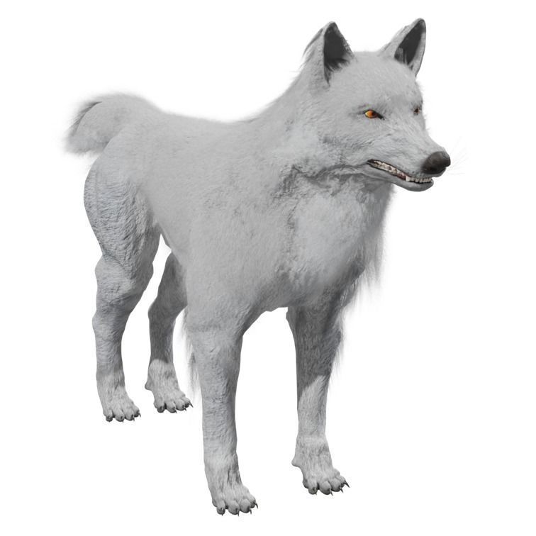 Wolf Rigged Animated Low-poly 3D model_25