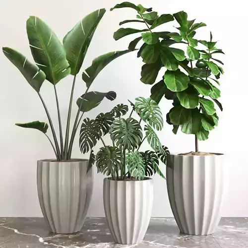 Plant Collection Rpm 08 3D model