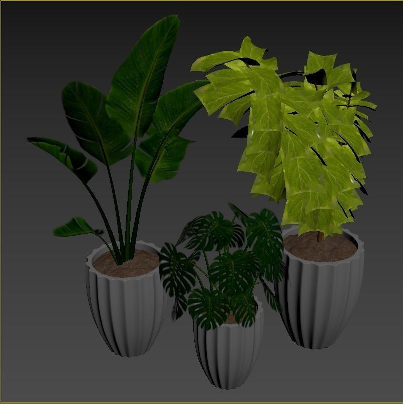 Plant Collection Rpm 08 3D model_3