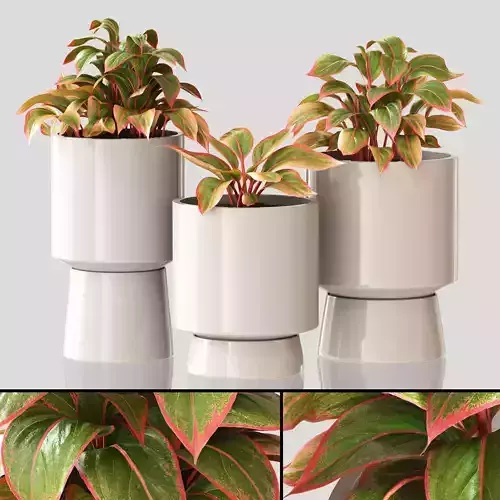 Red Aglaonema 01 3D model