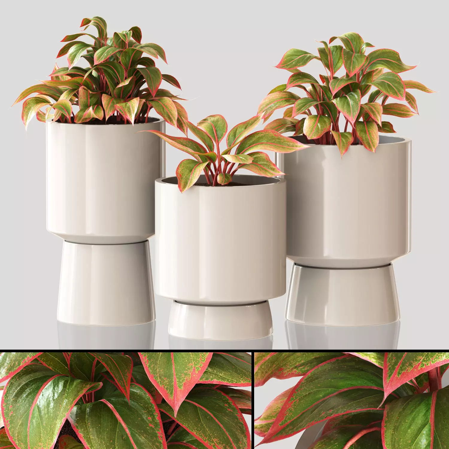 Red Aglaonema 01 3D model_0