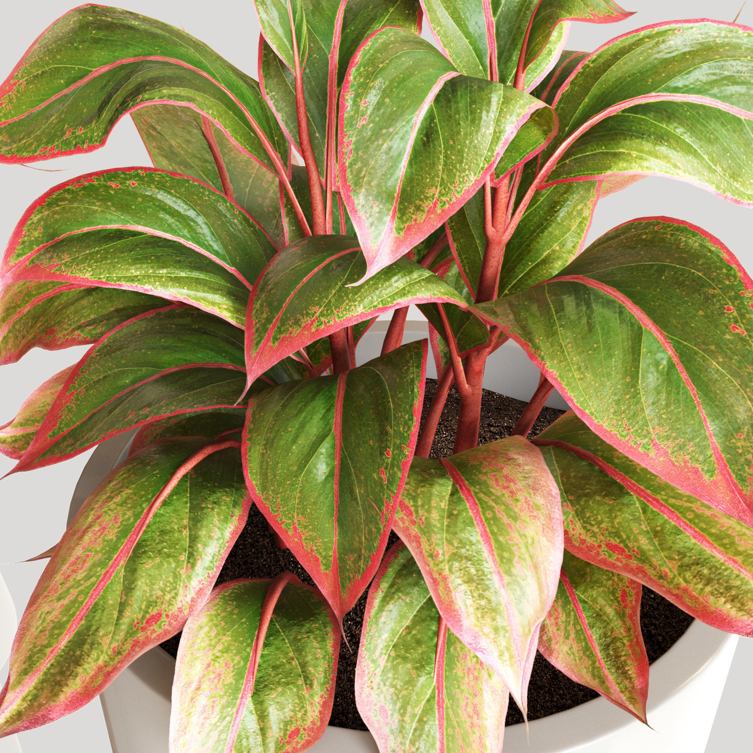Red Aglaonema 01 3D model_1