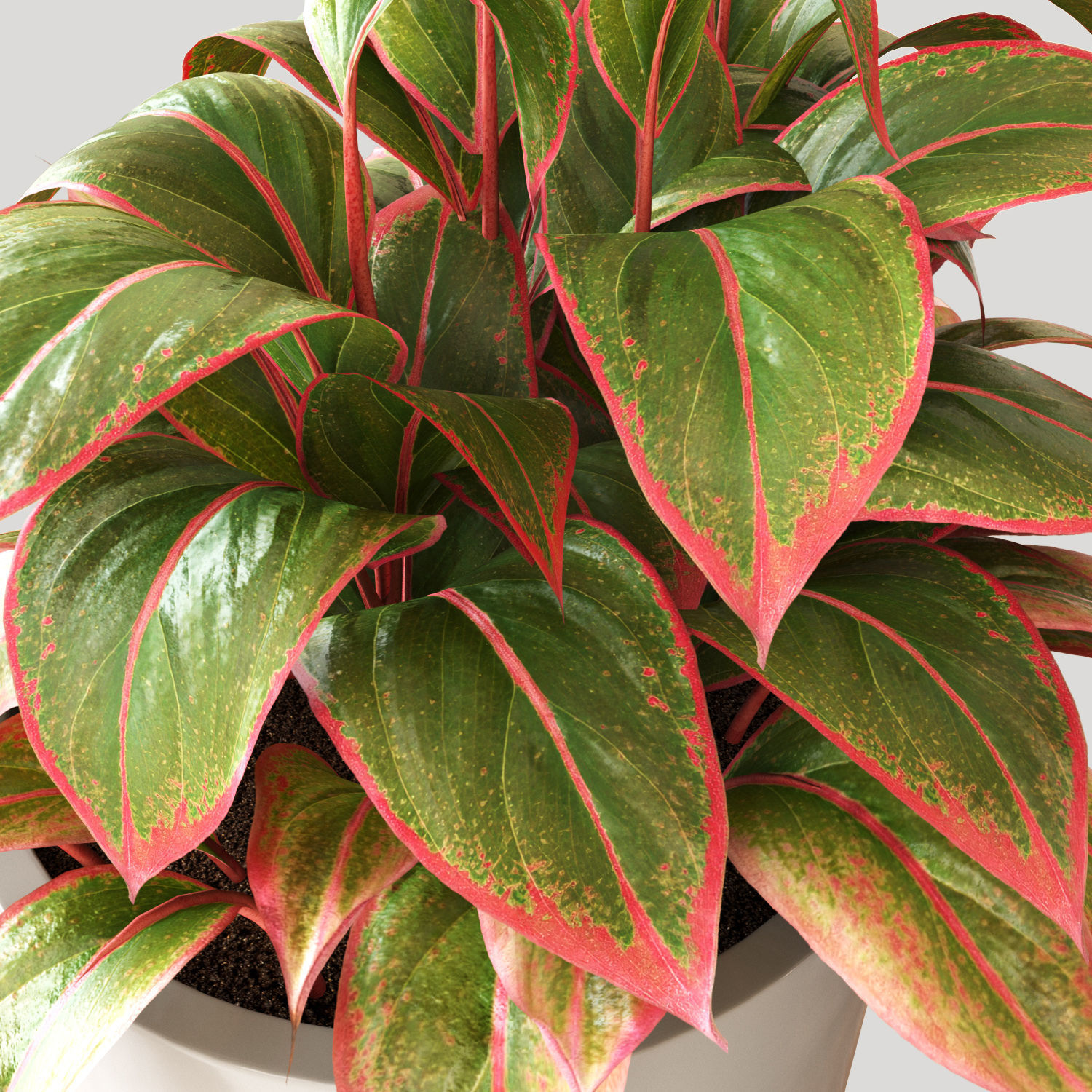 Red Aglaonema 01 3D model_2