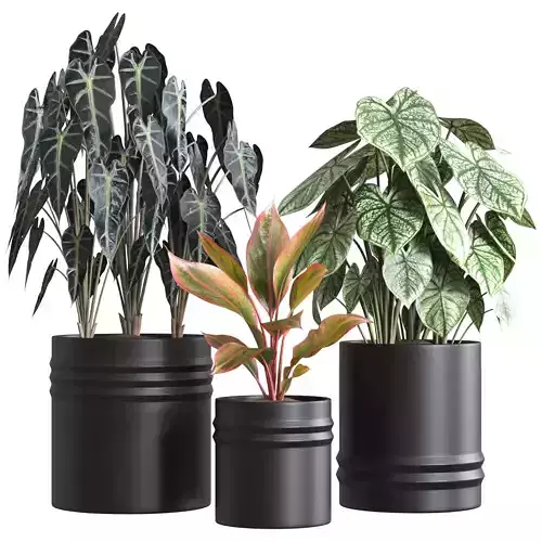 Red Aglaonema 02 3D model