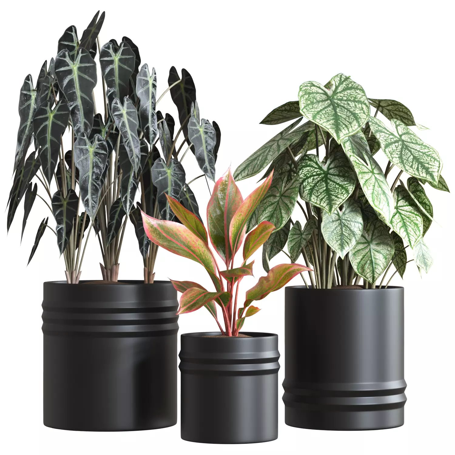 Red Aglaonema 02 3D model_0