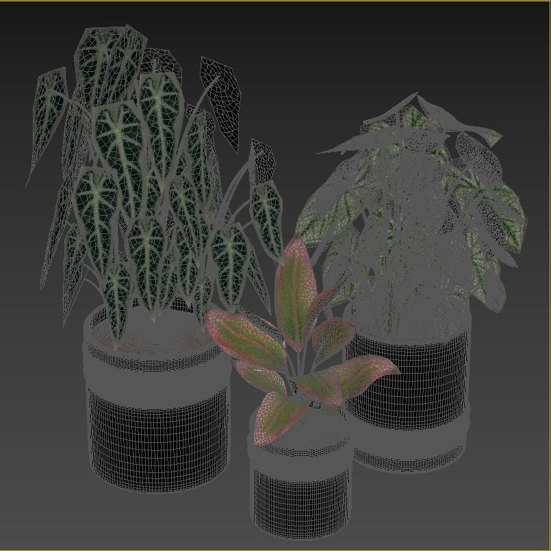 Red Aglaonema 02 3D model_3