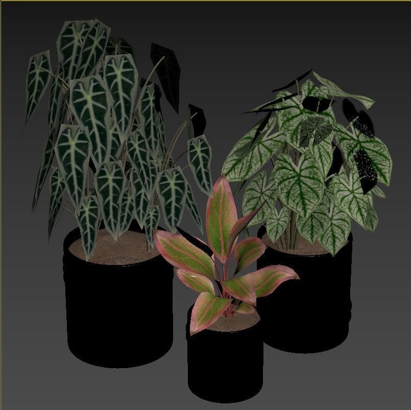 Red Aglaonema 02 3D model_2