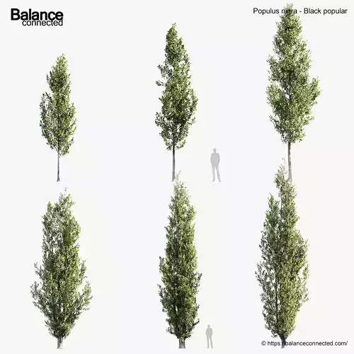 Populus nigra Black popular