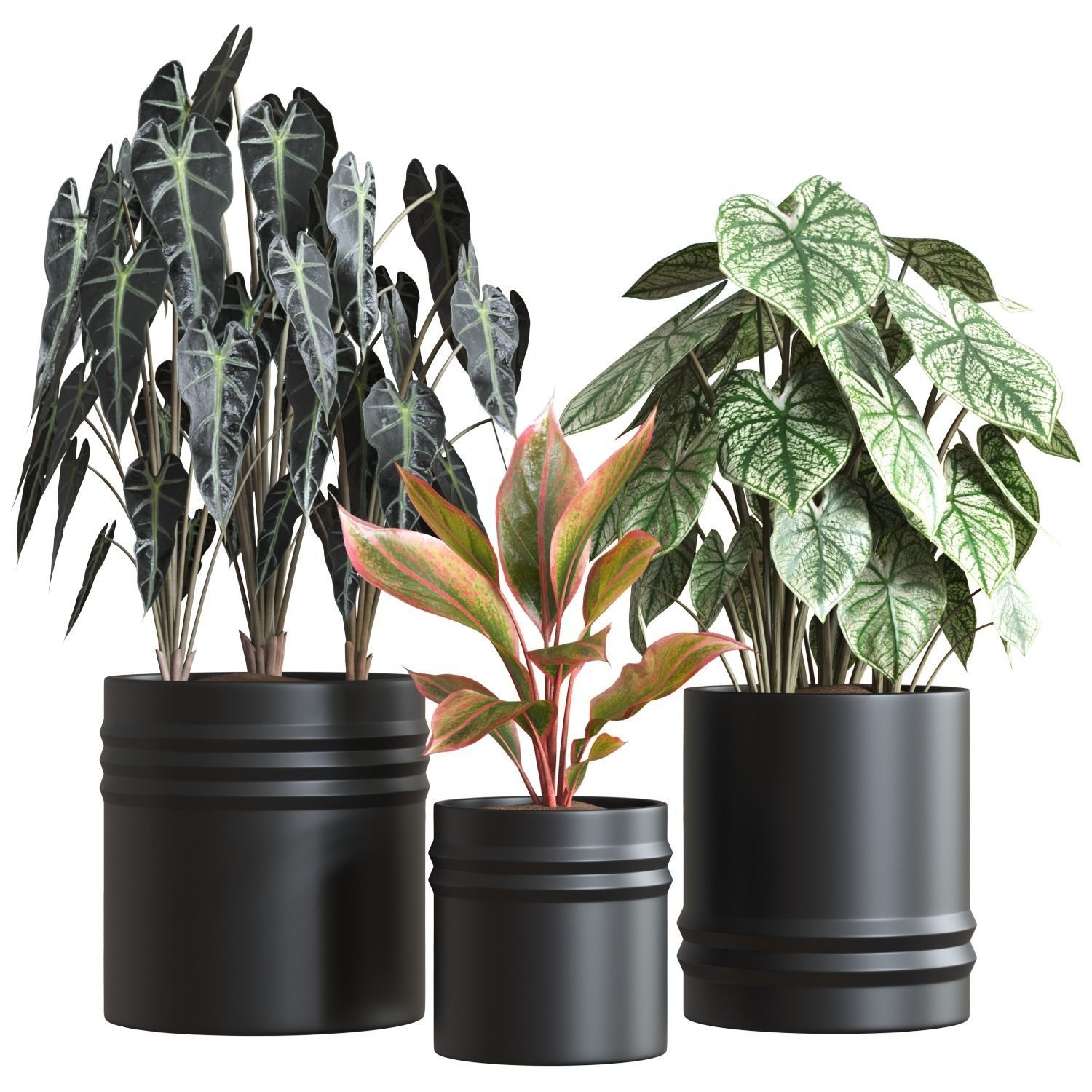 Plant Collection Vol 02 _5