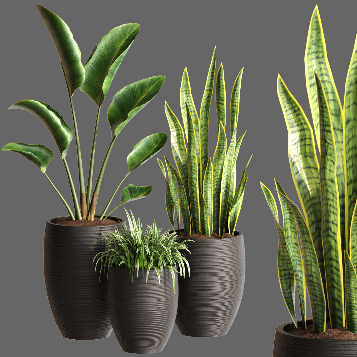 Plant Collection Vol 02 _10