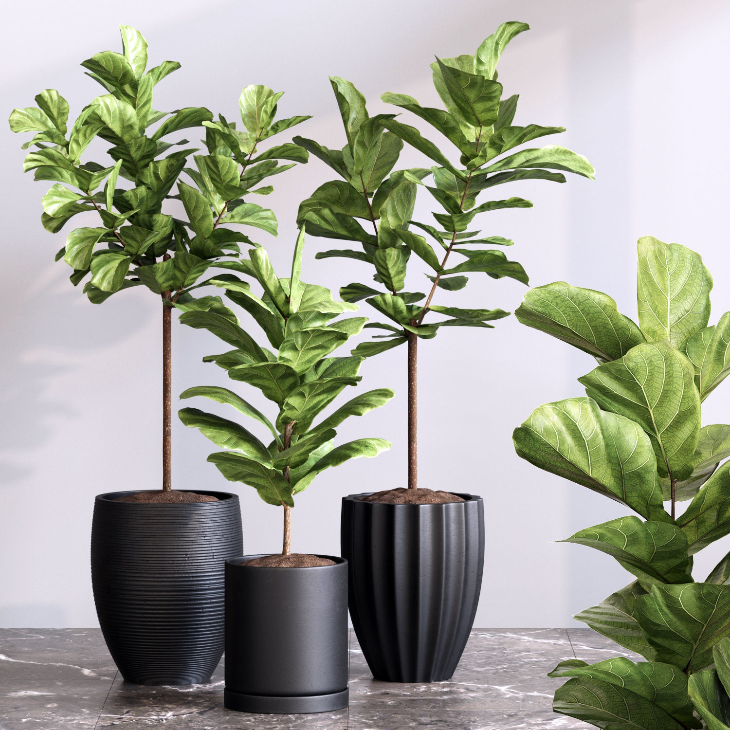 Plant Collection Vol 02 _8