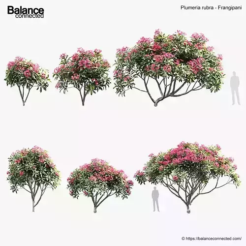 Plumeria rubra Frangipani 3D model