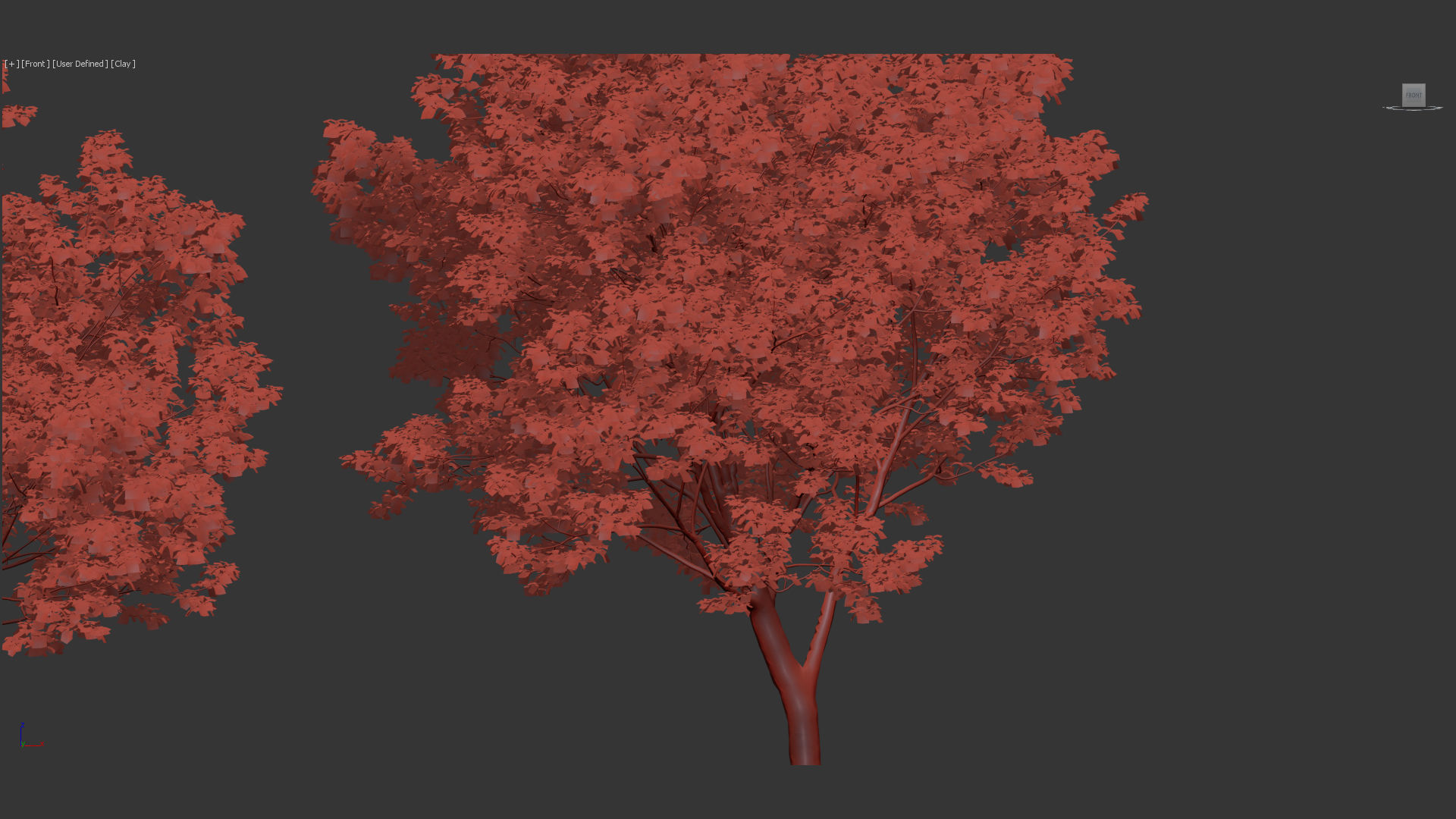 Platanus occidentalis American sycamore 3D model_10