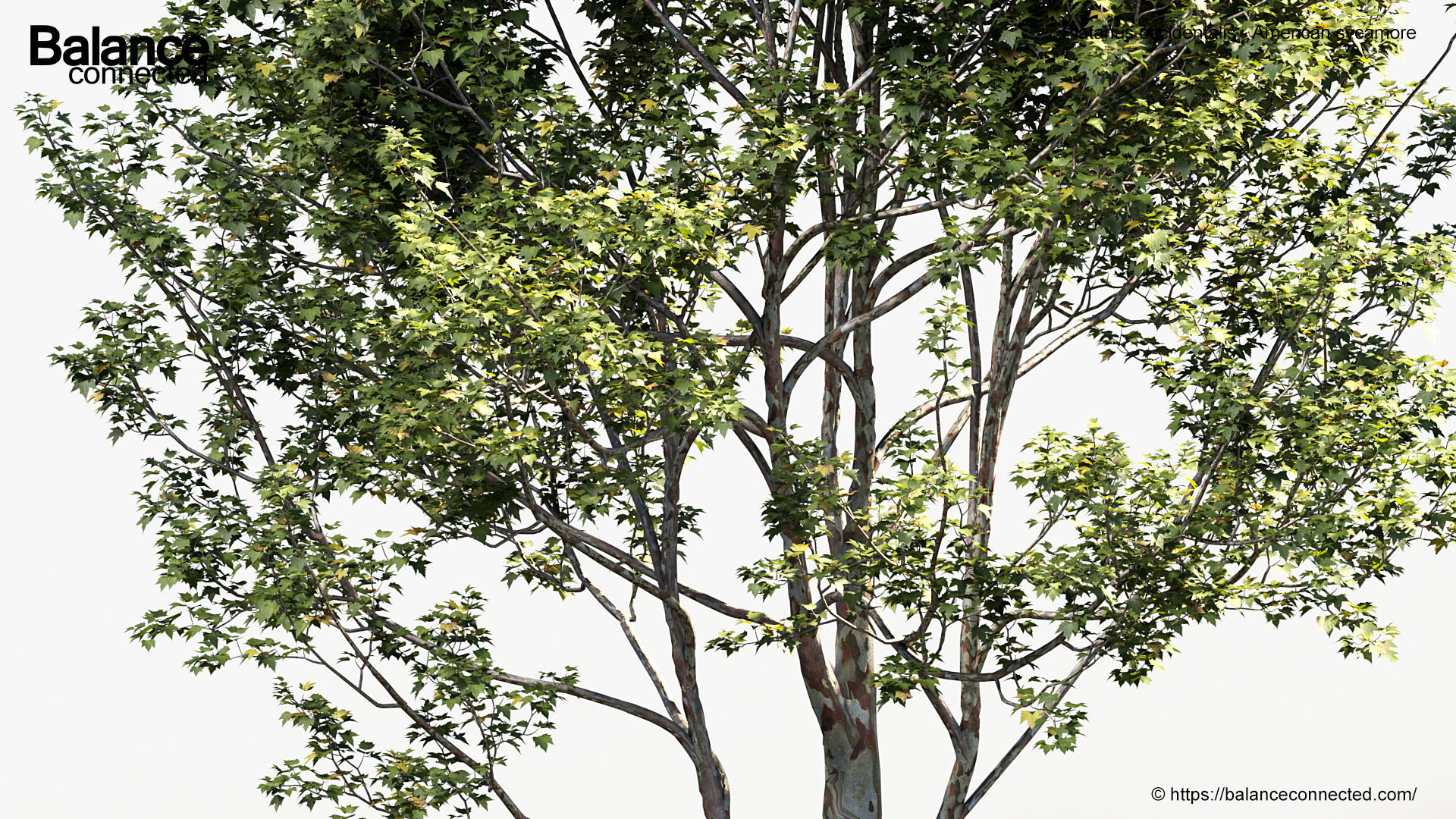 Platanus occidentalis American sycamore 3D model_6