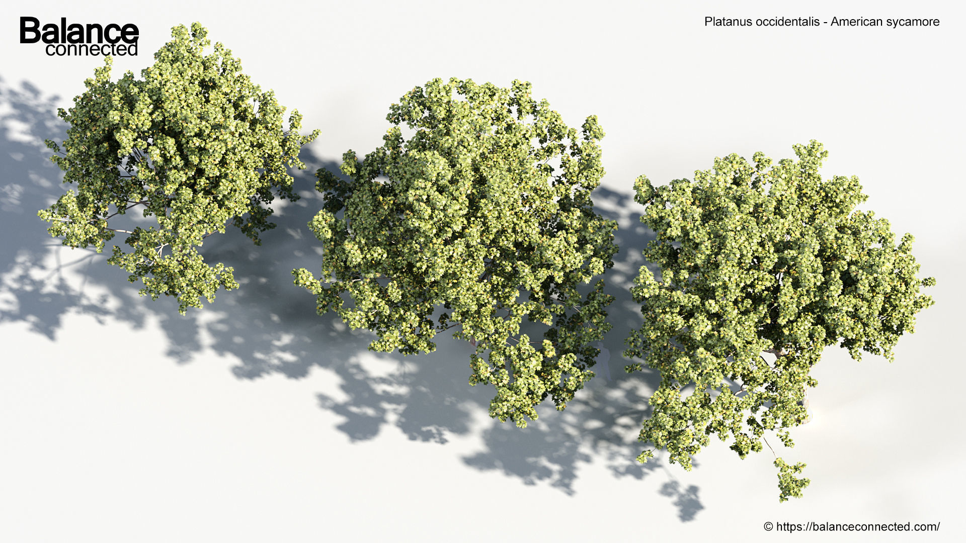 Platanus occidentalis American sycamore 3D model_7