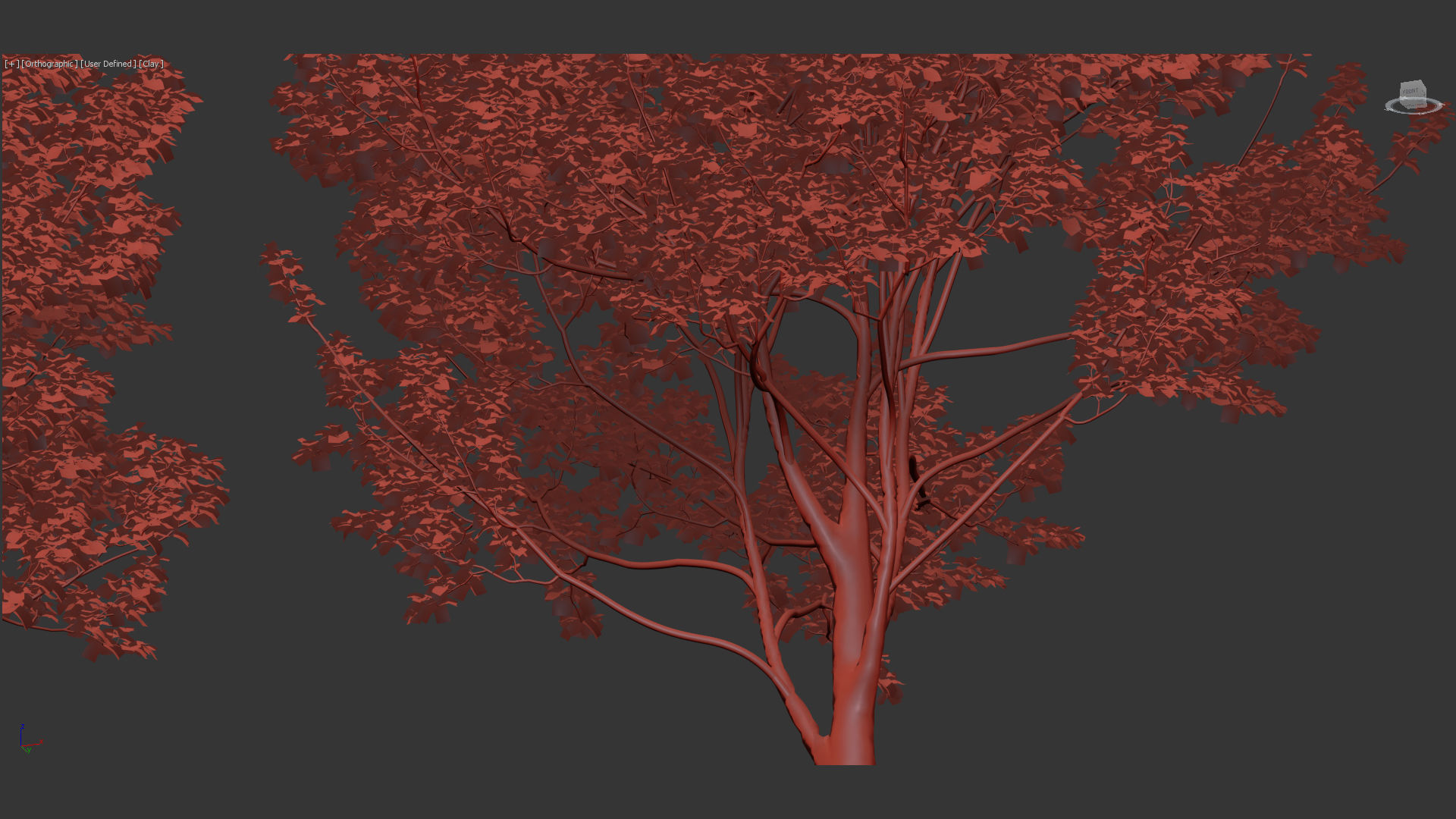 Platanus occidentalis American sycamore 3D model_13