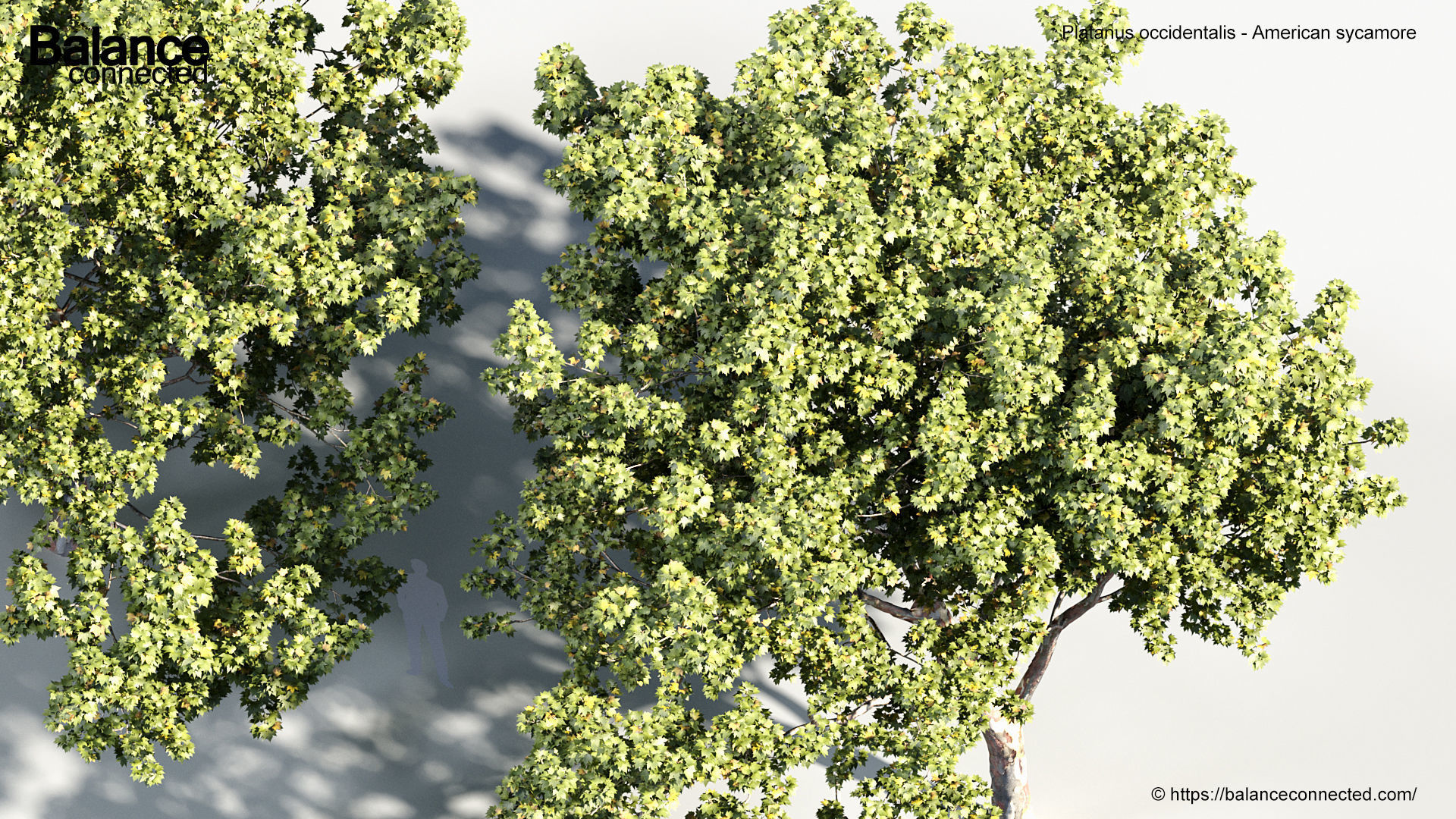 Platanus occidentalis American sycamore 3D model_5