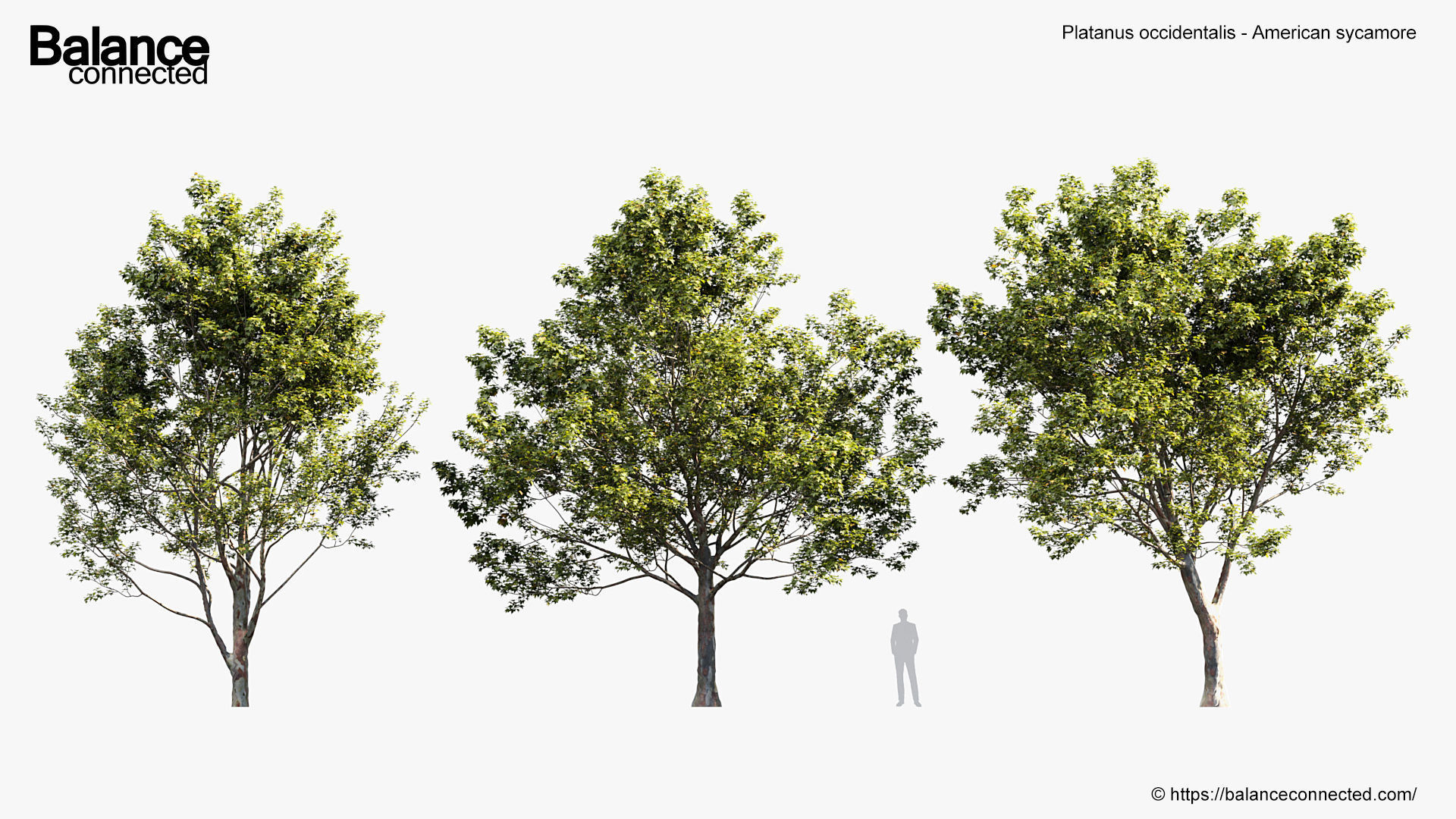 Platanus occidentalis American sycamore 3D model_3
