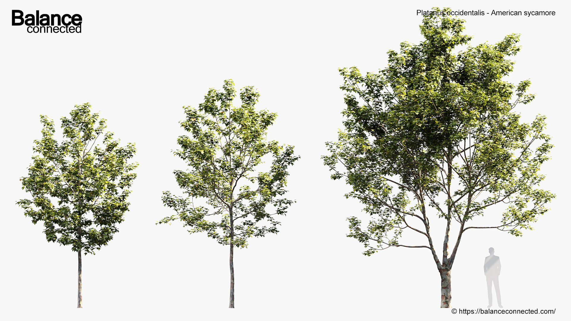 Platanus occidentalis American sycamore 3D model_2