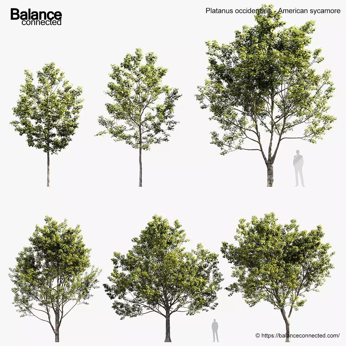 Platanus occidentalis American sycamore 3D model_0