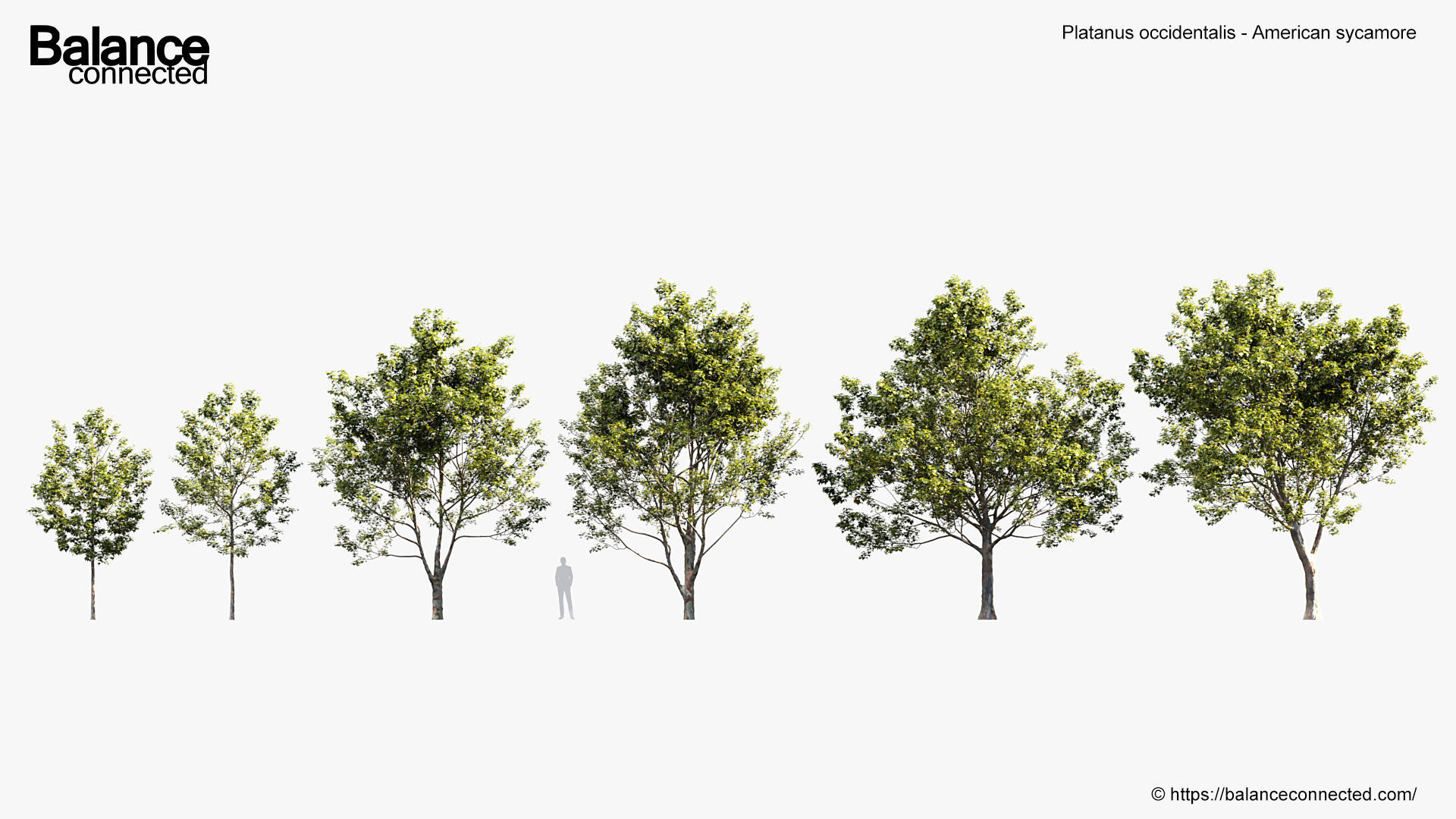 Platanus occidentalis American sycamore 3D model_1