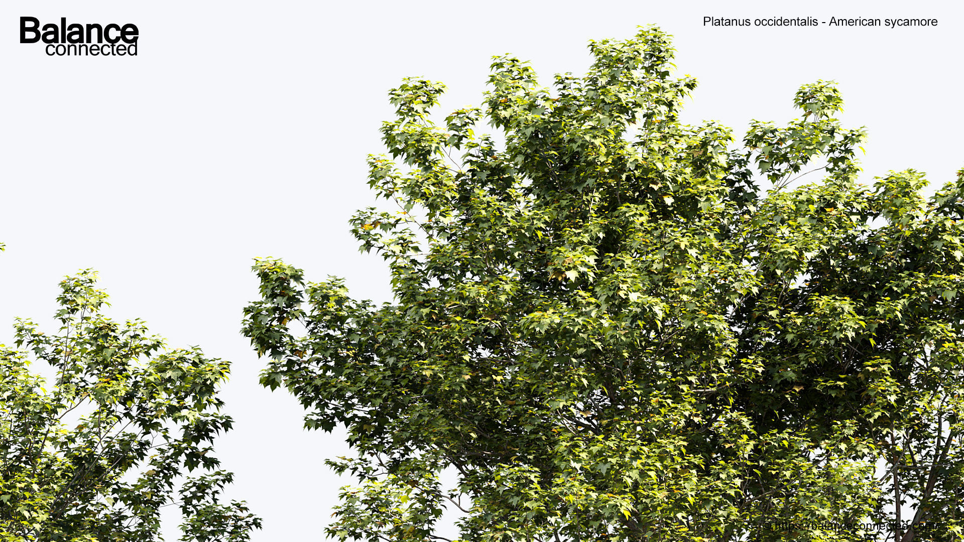 Platanus occidentalis American sycamore 3D model_4
