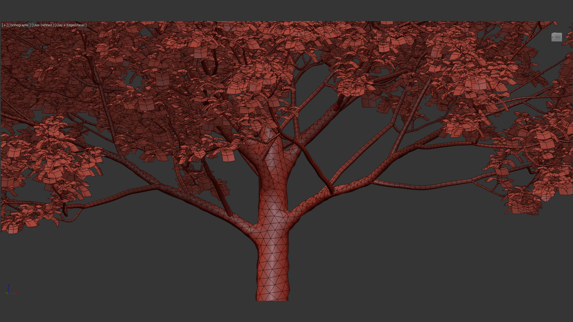 Platanus occidentalis American sycamore 3D model_12