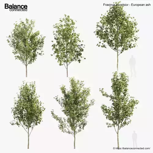 Fraxinus excelsior European ash 3D model