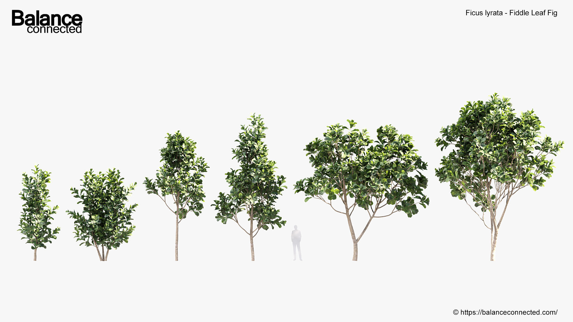 Ficus lyrata Fiddle Leaf Fig 3D model_1