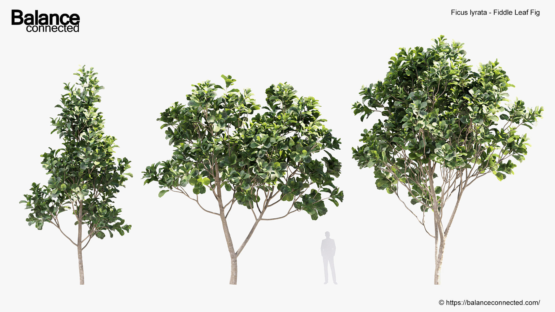 Ficus lyrata Fiddle Leaf Fig 3D model_3
