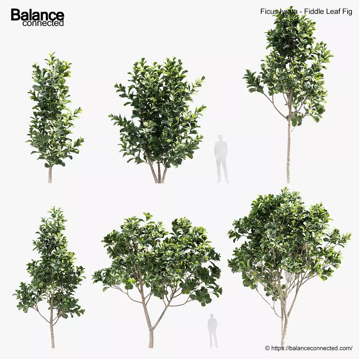 Ficus lyrata Fiddle Leaf Fig 3D model_0