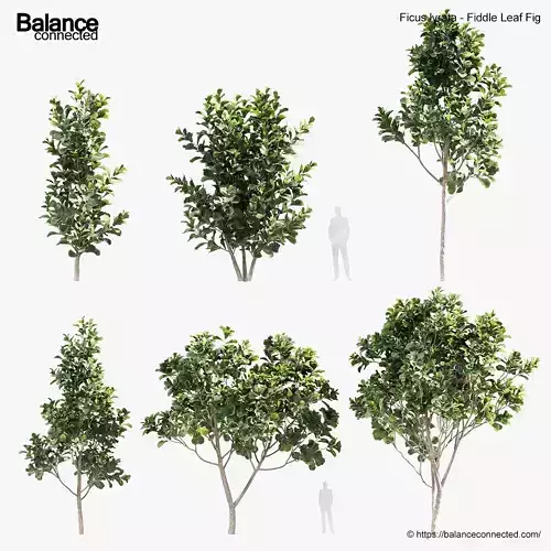 Ficus lyrata Fiddle Leaf Fig